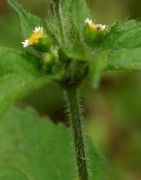 Attēlu rezultāti vaicājumam “Galinsoga quadriradiata”