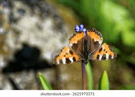 Attēlu rezultāti vaicājumam “Nymphalis xanthomelas”