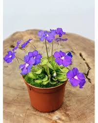 Attēlu rezultāti vaicājumam “Pinguicula vulgaris fruit”