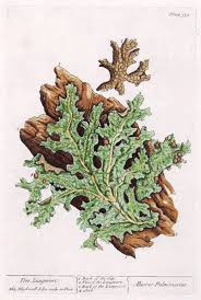 Attēlu rezultāti vaicājumam “Lobaria pulmonaria”