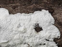 Attēlu rezultāti vaicājumam “Plicatura nivea”