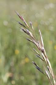 Attēlu rezultāti vaicājumam “Helictotrichon pubescens”