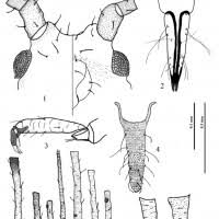 Attēlu rezultāti vaicājumam “Macrosiphoniella absinthii”