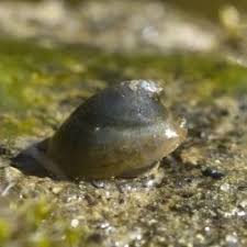 Attēlu rezultāti vaicājumam “Ancylus fluviatilis”