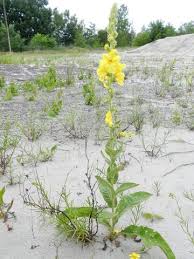 Image result for Verbascum phlomoides