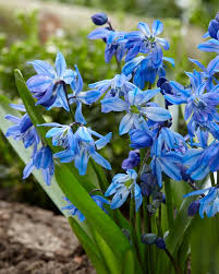 Attēlu rezultāti vaicājumam “Scilla siberica bud”