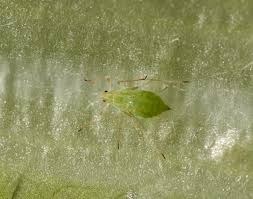 Attēlu rezultāti vaicājumam “Acyrthosiphon”