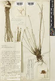 Attēlu rezultāti vaicājumam “Trichophorum cespitosum”