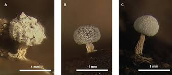 Attēlu rezultāti vaicājumam “Didymium squamulosum spores”