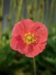 Image result for Papaver nudicaule