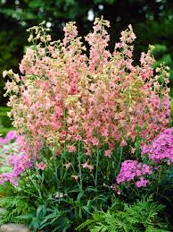Image result for Delphinium