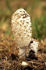 Image result for coprinus