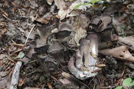 Attēlu rezultāti vaicājumam “Gomphus clavatus”