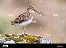 Attēlu rezultāti vaicājumam “Gallinago gallinago”