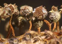 Attēlu rezultāti vaicājumam “Physarum flavicomum macro”