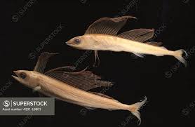 Image result for Makaira mazara