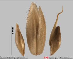 Attēlu rezultāti vaicājumam “Holcus lanatus”