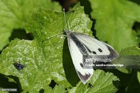 Attēlu rezultāti vaicājumam “Pieris brassicae”