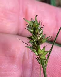 Attēlu rezultāti vaicājumam “Carex spicata”