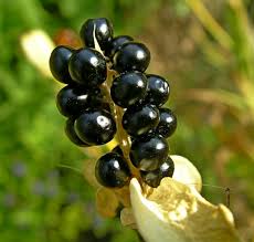 Image result for Pardancanda norrisii