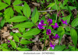 Attēlu rezultāti vaicājumam “Lathyrus vernus leaf”