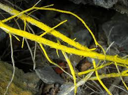 Attēlu rezultāti vaicājumam “Chrysothrix candelaris”