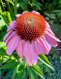 Attēlu rezultāti vaicājumam “Echinacea purpurea flower”