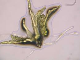 Attēlu rezultāti vaicājumam “Sphagnum centrale sporophyte”