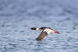 Attēlu rezultāti vaicājumam “Mergus serrator”