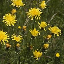 Attēlu rezultāti vaicājumam “Crepis biennis”