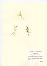 Attēlu rezultāti vaicājumam “Najas flexilis”