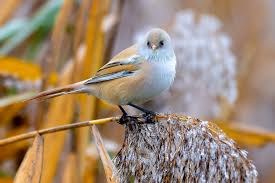 Attēlu rezultāti vaicājumam “Panurus biarmicus female”
