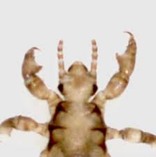 Attēlu rezultāti vaicājumam “Enteridium liceoides”