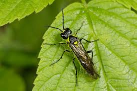 Attēlu rezultāti vaicājumam “Tenthredo mandibularis”