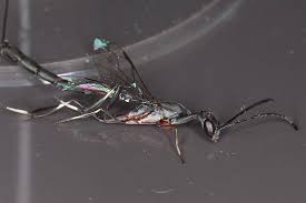 Attēlu rezultāti vaicājumam “Gasteruption jaculator imago”