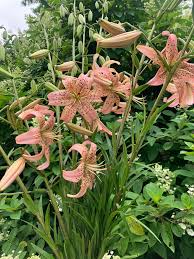 Attēlu rezultāti vaicājumam “Lilium lancifolium flower”