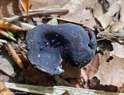 Attēlu rezultāti vaicājumam “Peziza flavida”