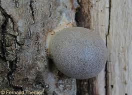 Attēlu rezultāti vaicājumam “Lycogala flavofuscum”