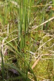 Attēlu rezultāti vaicājumam “Juncus filiformis”