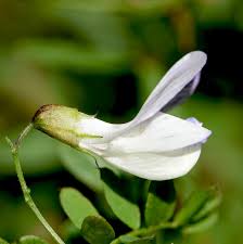 Attēlu rezultāti vaicājumam “Vicia sylvatica flower”