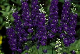 Image result for Delphinium consolida