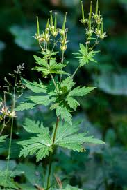 Attēlu rezultāti vaicājumam “Geranium sylvaticum bud”