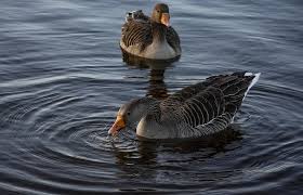 Image result for Anser fabalis