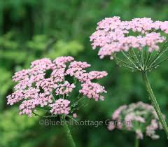 Image result for Pimpinella major