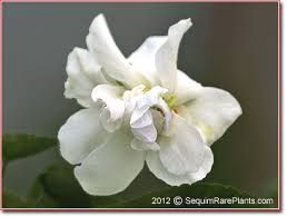 Attēlu rezultāti vaicājumam “Viola odorata bud”