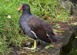 Attēlu rezultāti vaicājumam “Gallinula chloropus adult”