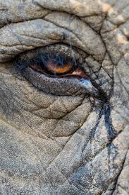 Image result for sad elephant