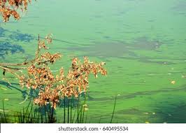 Attēlu rezultāti vaicājumam “Cyanophyta”