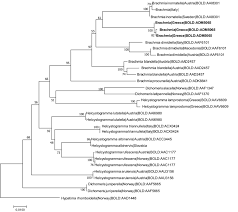 Attēlu rezultāti vaicājumam “Hypatima rhomboidella”