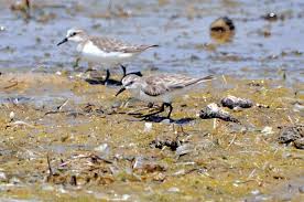 Image result for Calidris ruficollis